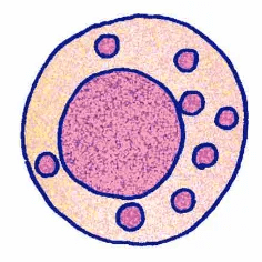 NK(ナチュラルキラー)細胞