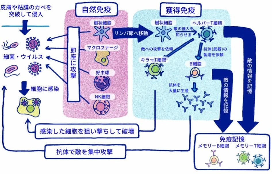 免疫について | ワクチンを学ぶ