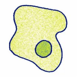 マクロファージ