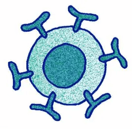 ヘルパーT 細胞