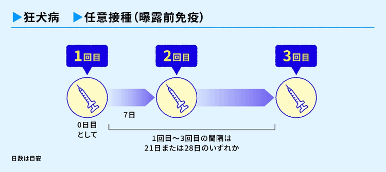 曝露前免疫の一般的なスケジュール