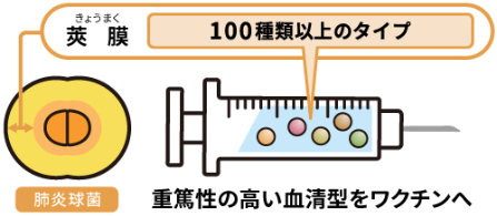 肺炎球菌結合型ワクチン接種について、Q&A
