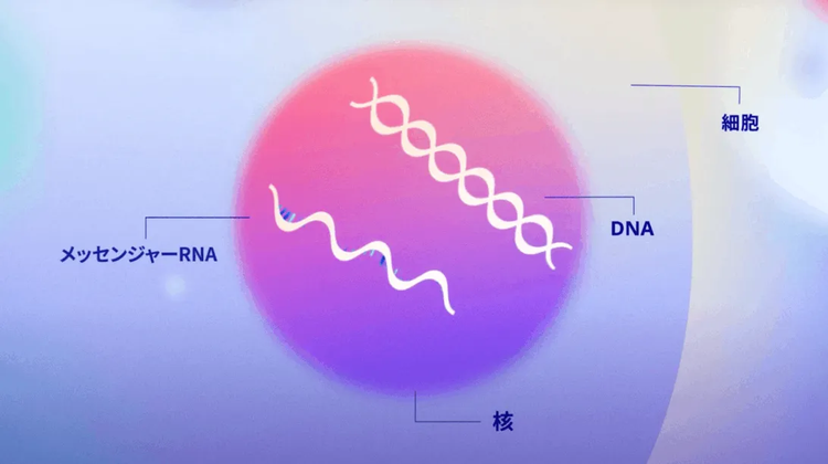 メッセンジャーRNAワクチン の仕組み