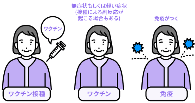 ワクチンを接種することで肺炎球菌感染症への免疫がつくられ、たとえ病原体が体内に侵入しても、発症を予防したり、軽い症状で済ませたりすることが可能