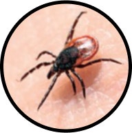 ダニ媒介性脳炎の基本情報